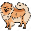 pomeranian, dog, breed 