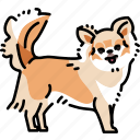 chihuahua, dog, breed
