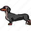 dachshund, dog, breed 