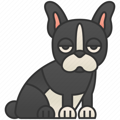 Boston, cheerful, pet, small, terrier icon - Download on Iconfinder
