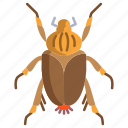 goliath, beetle 