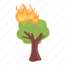 forest, fire, tree, fir