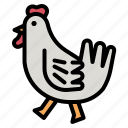 chicken, chick, meat, animal, farm