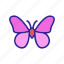 butterfly, insect 