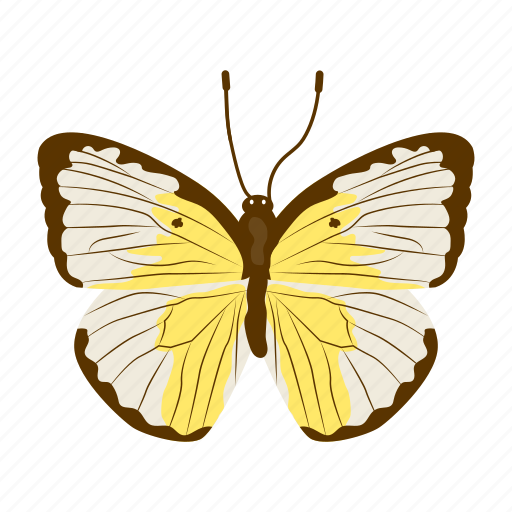 Cabbage white, butterfly, insect, macrolepidopteran, lepidoptera icon - Download on Iconfinder