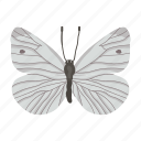 cabbage white, butterfly, insect, macrolepidopteran, lepidoptera
