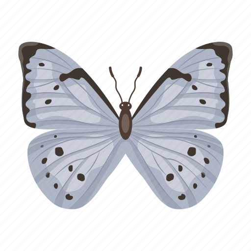 Cabbage white, butterfly, insect, macrolepidopteran, lepidoptera icon - Download on Iconfinder