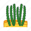 arizona, cacti, cactus, desert, dry, plant, tropical 