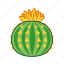 arizona, cacti, cactus, dry, flower, plant, tropical 