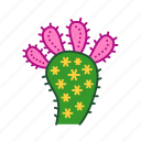 cacti, cactus, decoration, dry, houseplant, mix, plant