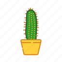 cacti, cactus, decoration, houseplant, plant, pot