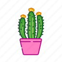 cacti, cactus, decoration, houseplant, plant, pot