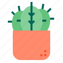 botanical, cactus, nature, plant
