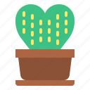 cacti, botanical, plant, cactus