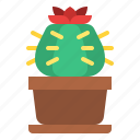 cacti, cactus, botanical, plant, flower