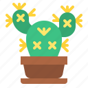 cacti, cactus, flower, botanical, plant