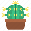 cacti, cactus, flower, plant