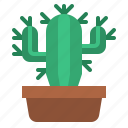 cacti, cactus, nature, plant