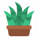 cacti, cactus, plant, botanical