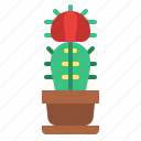 cactus, cacti, flower, plant, botanical