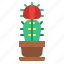 cactus, cacti, flower, plant, botanical 