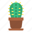 cactus, cacti, plant, botanical 