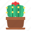 cactus, cacti, plant, flower, botanical 