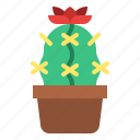 cactus, flower, cacti, plant, botanical