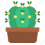 cactus, plant, botany, pot 
