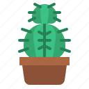 cactus, plant, cacti, nature, botanical