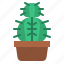 cactus, plant, cacti, nature, botanical 