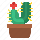 cactus, plant, flower, cacti, botany