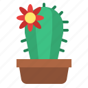 cactus, plant, pot, botanical