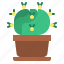 cactus, plant, pot, botany 