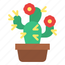 cactus, pot, botanical, plant, succulent