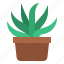 suculent, cactus, cacti, plant 