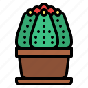 cacti, cactus, botanical, flower