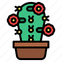 cacti, cactus, botanical, flower, plant