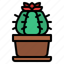 cacti, cactus, botanical, plant, flower