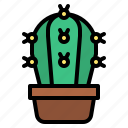 cacti, cactus, flower, plant, botanical