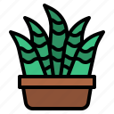 cacti, cactus, plant, botanical