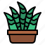 cacti, cactus, plant, botanical 
