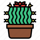 cacti, cactus, plant, garden