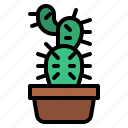 cacti, cactus, plant, nature