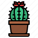 cactus, cacti, flower, botanical