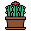cactus, cacti, plant, flower, botanical