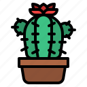 cactus, cacti, plant, flower, botany