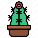cactus, flower, pot, cacti