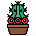 cactus, flower, pot, garden