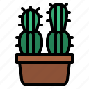 cactus, plant, flower, botany, cacti